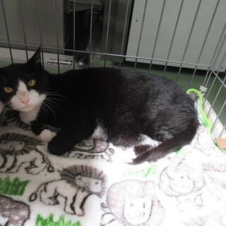 里親決定！保健所収容：仮名・ゼブラ♂