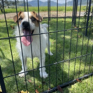 三才のジャックラッセルの女の子