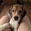 元気いっぱい！人懐こいビーグルちゃん！