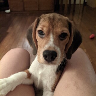 元気いっぱい！人懐こいビーグルちゃん！