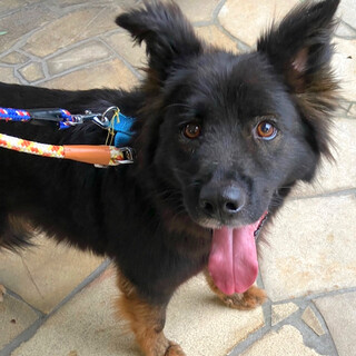  明るく元気、お散歩大好きモフモフ、ダイ