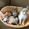 しずもず