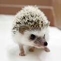 里親様が決まりました。