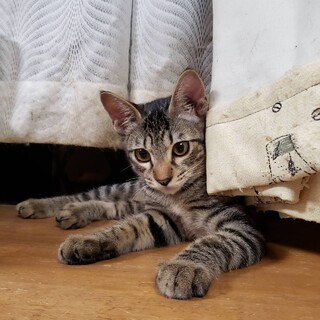 募集停止。元気なルイくん