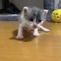 白黒おチビちゃん