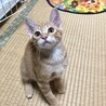 の写真