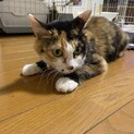 三毛猫