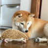 chihiro.i