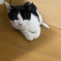 白黒
