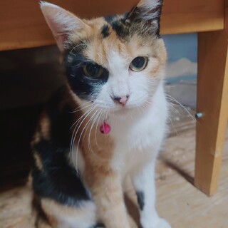 (仮)椿ちゃんの家族募集中。