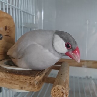 人懐っこいシルバー文鳥の男の子です