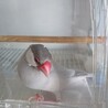 人懐っこいシルバー文鳥の男の子です サムネイル2