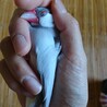 人懐っこいシルバー文鳥の男の子です サムネイル3