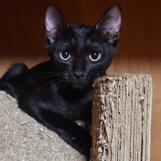 (仮)キキくんの家族募集中。