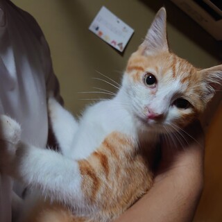 (仮)チロくんの家族募集中。