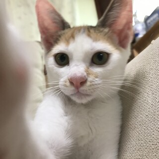 【毛並み柔らか】里親募集中【ワクチン済✨】