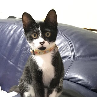 【血液検査済】人も猫も大好きな子猫ちゃん(♀)