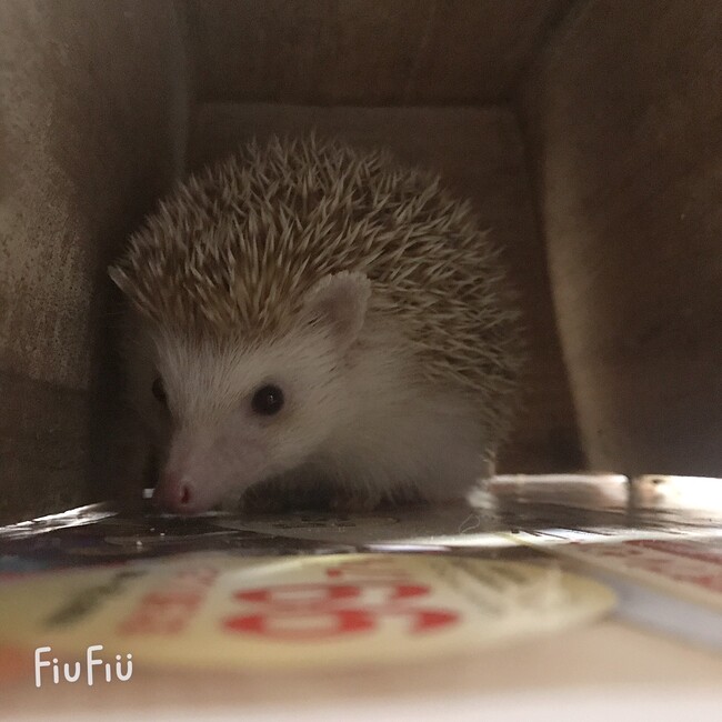chihiro.iのカバー写真