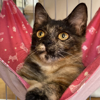 唯一無二の個性豊かなサビちゃん