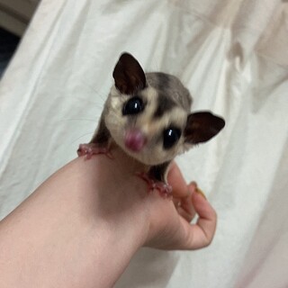 緊急  フクロモモンガ 雄 プラチナモザイク