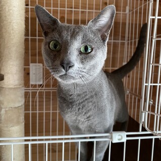 　魅惑のロシアンブルー甘ったれです