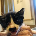 人懐っこい子猫！生後3週間程度