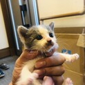 人懐っこい子猫！生後3週間程度