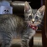 やんちゃで甘えた☆キジトラのチビ君❣️ サムネイル4
