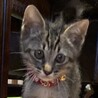 やんちゃで甘えた☆キジトラのチビ君❣️ サムネイル6
