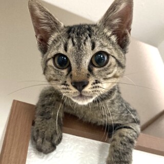 トライアル予定☆ゴロゴロのケント君