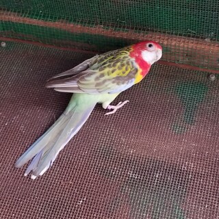 鳥をもらってください。