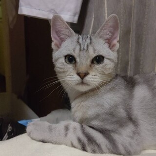 イケニャンのアメショくん