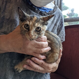 大人しいサビちゃん