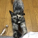 【撫でられるとうっとり♡】サビちゃん♪