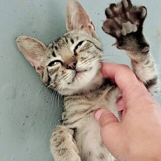 4ヶ月ぐらいの人懐こい男の子