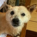 物静かで優しい　こまめくん