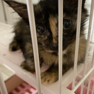 ！助けてください！子猫ちゃん里親募集