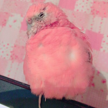 の写真