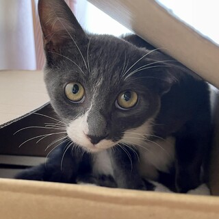 桃屋兄妹　鍵しっぽのふんわりボーイ　やわらぎ♂