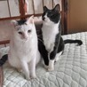 多頭飼いファミリーより、2番目に人懐こい猫です サムネイル6