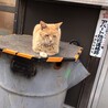 の写真
