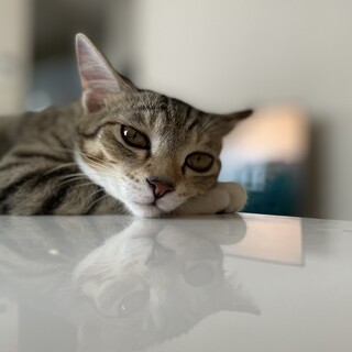 桃屋兄妹　控えめな甘えん坊　メンマ♀