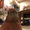 の写真
