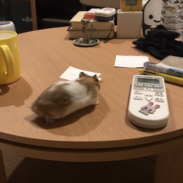 の写真