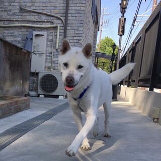 お散歩大好き梅男くん