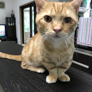 マンチカン　人間大好きおっとりカンタ君