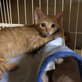 茶トラの女の子　みなみちゃん