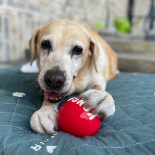 おっとり、優しい性格のおはぎ