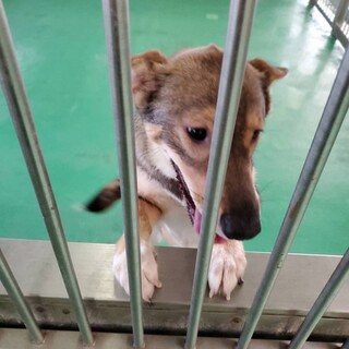 【里親決定】ありがとうございました！