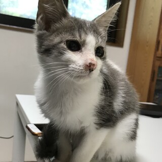 生後3ヶ月のグレー白模様　元気！！おい君